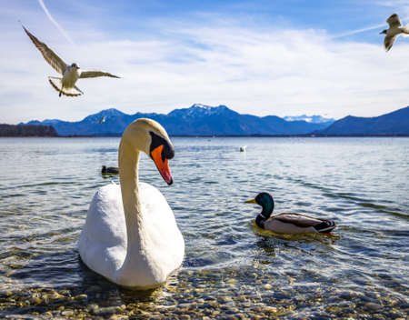 swan at the chiemsee lake - bavaria