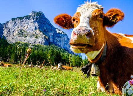 cow at a meadow in austriaの写真素材