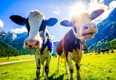 cow at a meadow in austriaの写真素材