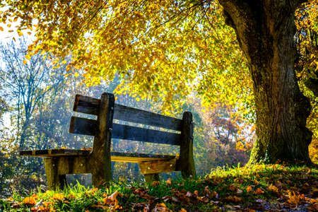 bench at a park - photoの写真素材