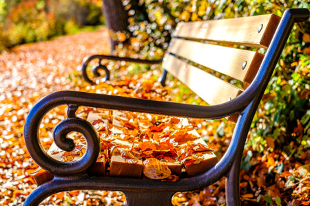 bench at a park - photo