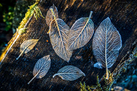 autumn leaf - close up photoの写真素材