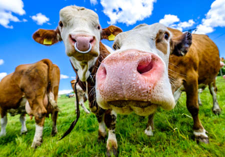 cow at a meadow in austriaの写真素材