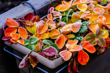 autumn leaf - close up photoの写真素材