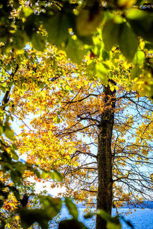 tree at a forest - photoの写真素材