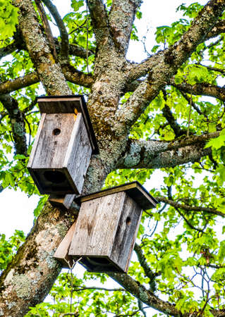 typical wooden bird house - photoの写真素材