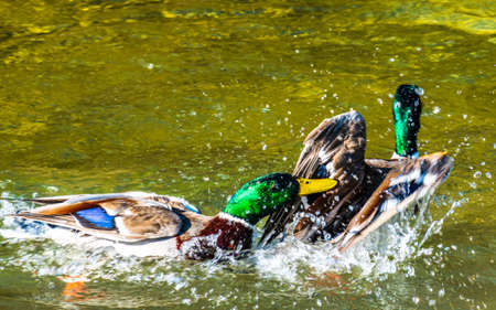 ducks at a lake - photoの写真素材