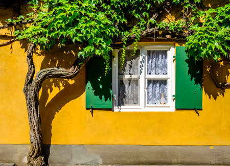 old overgrown window at a facade - photoの写真素材