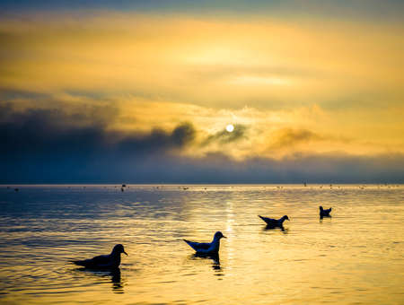 seagull at a lake - bavariaの写真素材