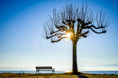 bench at a park - photoの写真素材
