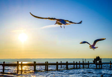 seagull at a lake - bavariaの写真素材