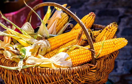 close up of dry corn - photoの写真素材