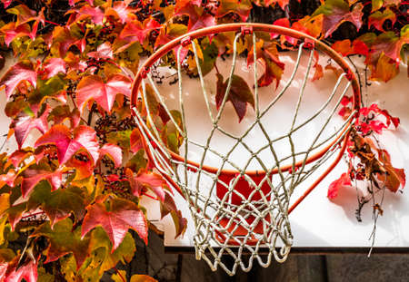 typical basketball hoop at a farm - photo
