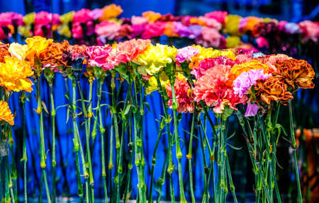 flowers at a florist - austria - photo