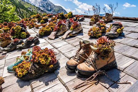 nice flowers in old boots - photo