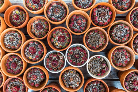 flowers at a florist - austria - photoの写真素材