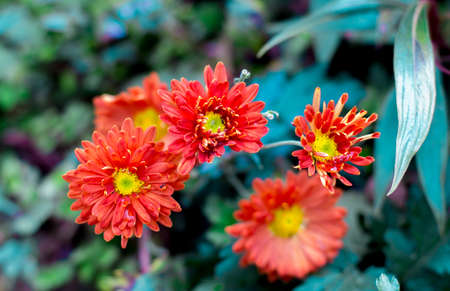 red flowersの写真素材