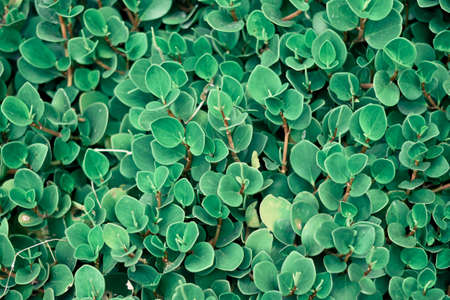 greenleaf backgroundの写真素材