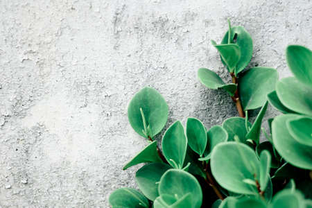 Green leaf on the wall