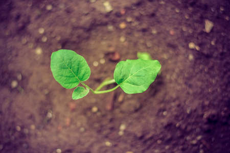 peanut shoots in the gardenの写真素材