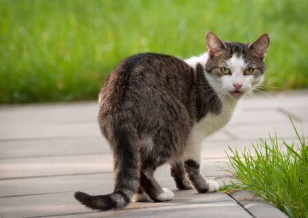 Looking back of Catの写真素材