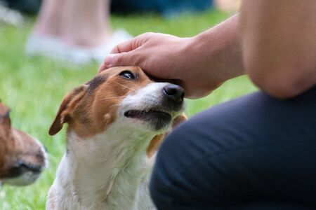 Beagle Glanceの写真素材