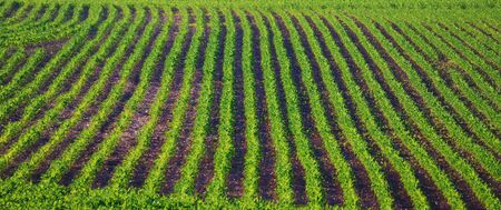 agricultural fieldの写真素材