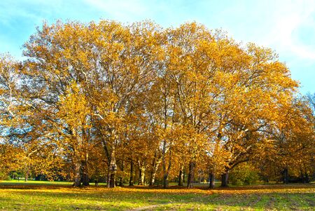 Isolated Group of Treesの写真素材