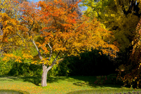 Orange Tree In Park In Autumn