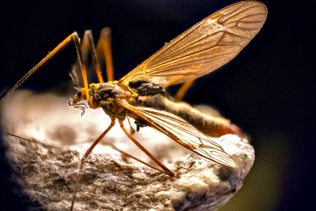 Detail of mosquito