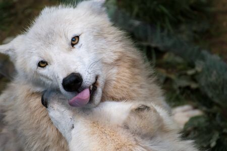 Staring White Wolf