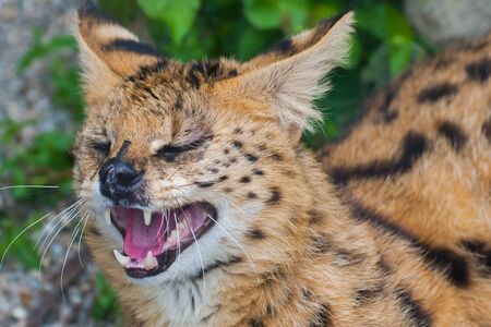 Steppe serval, serval Leptailurusの写真素材