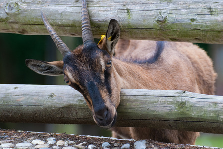 Pigmy goat, Capra hircusの写真素材