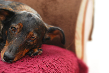Dog Lying on Sofaの写真素材