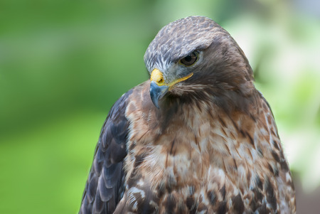 Buzzard, Buteo buteo, Headの写真素材