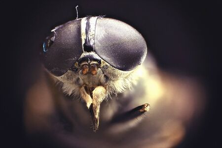 Stacked Photography of Fly, details of Eyesの写真素材