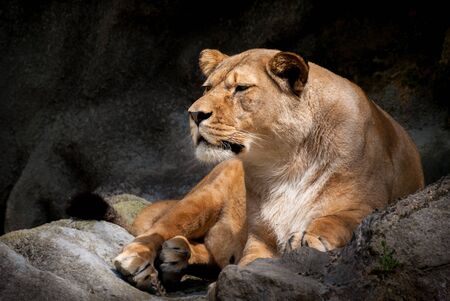 Lying on Rock Lioness in zooの写真素材