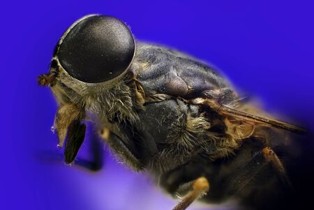 Detail of a flyの写真素材