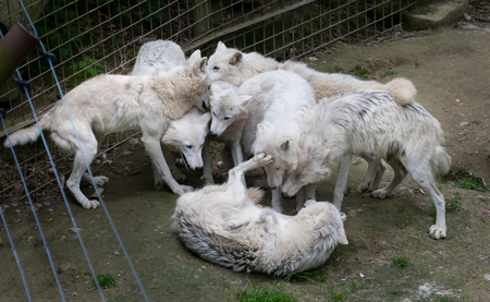 Wolf Pack of White Wolfsの写真素材