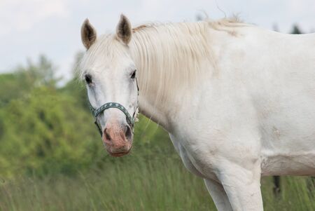 Horse Looking to the Sideの写真素材