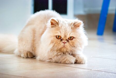 Persian Cat Lying on the Floorの写真素材