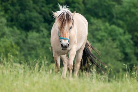 Horse Going Forward in the Wind on Pastureの写真素材