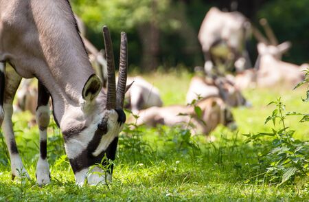 South Africa Oryx, Oryx gazella gazellaの写真素材