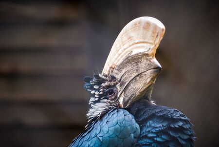 Hornbill, Ceratogymna Brevisの写真素材