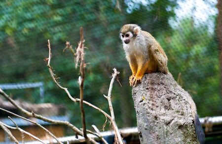 Common Squirrel Monkey, Saimiri sciureusの写真素材