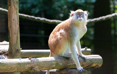 Patas Monkey in the Zoo, Erythrocebus patasの写真素材