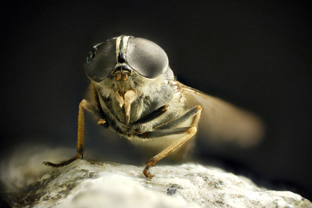 Stacked Photography of Fly, details of Eyes