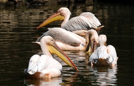 Pelicanの写真素材