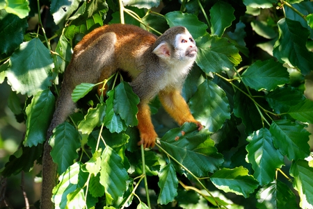 Squirrel Monkey