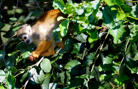 Squirrel Monkey
